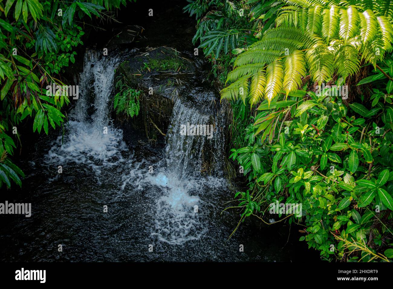 Une petite chute d'eau lors d'une magnifique randonnée à Hawaï Banque D'Images