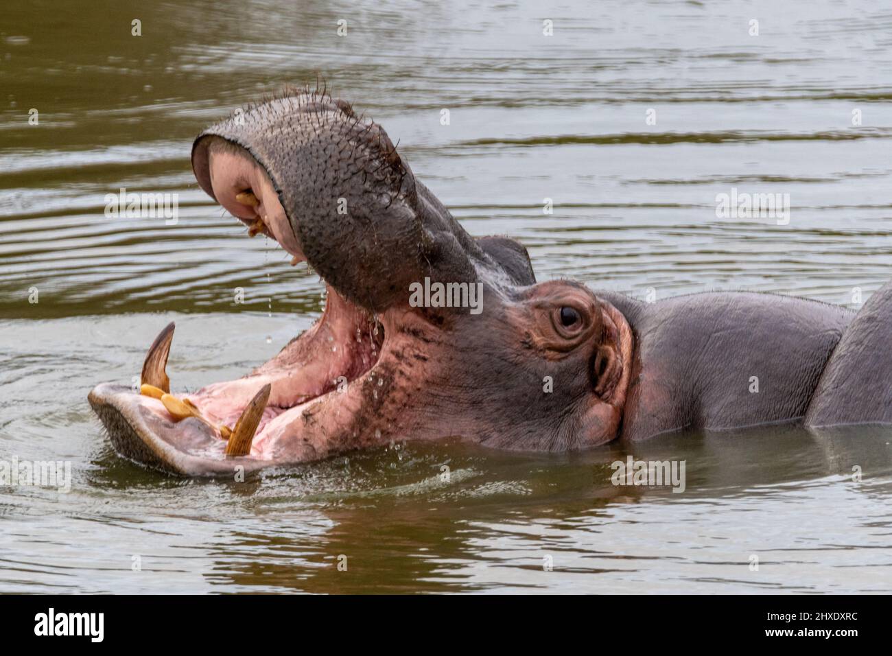 un hippopotame avec sa bouche ouverte montrant ses dents dans l'eau en afrique Banque D'Images