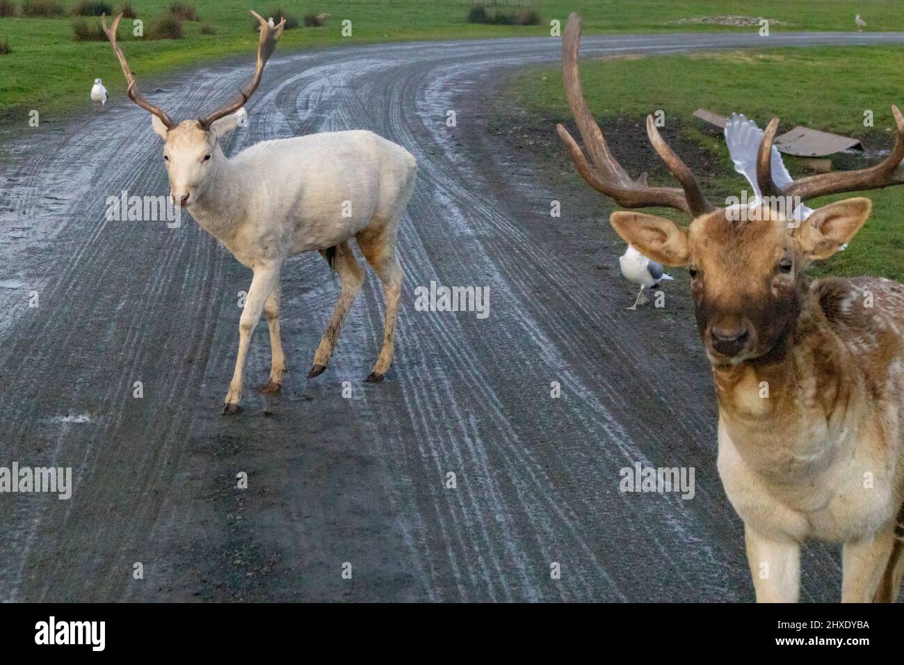 petits rennes marchant sur des routes boueuses en hiver doux du nord-ouest du pacifique Banque D'Images