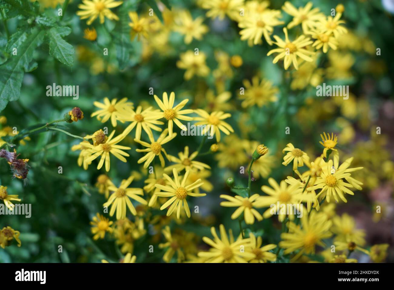 Fleurs jaunes Banque D'Images