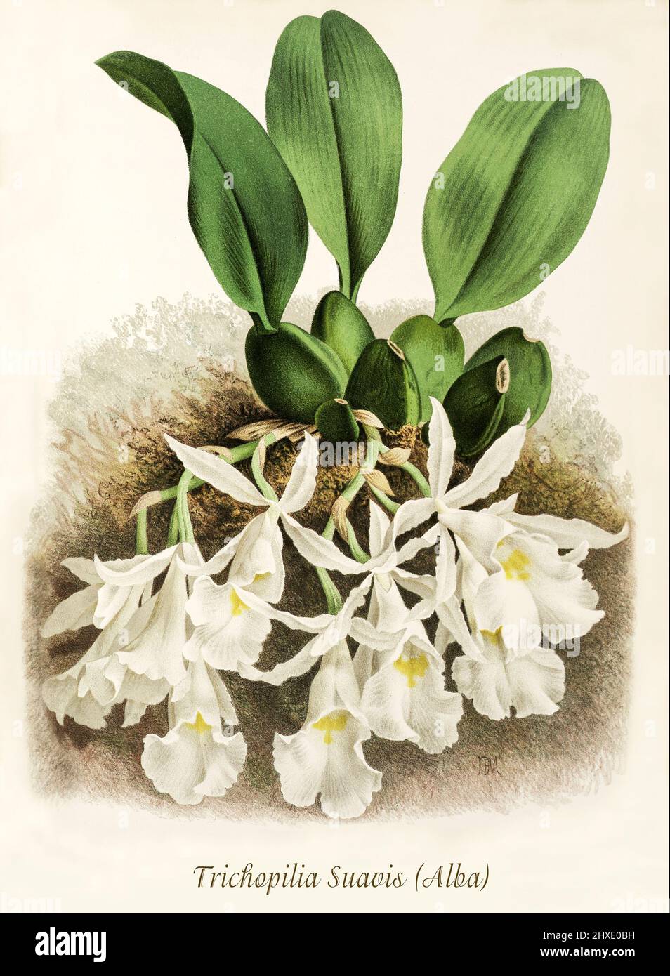 Trichopilia suavis est une espèce d'orchidée trouvée de l'Amérique centrale à la Colombie. Les plantes fleuriront au printemps et en hiver à des températures chaudes intermédiaires. D'Iconographie des Orchidées, un magazine d'illustrations botaniques publié par Jean Jules Linden (1817-1898) était un botaniste, explorateur et horticulteur belge spécialisé dans les orchidées. Banque D'Images
