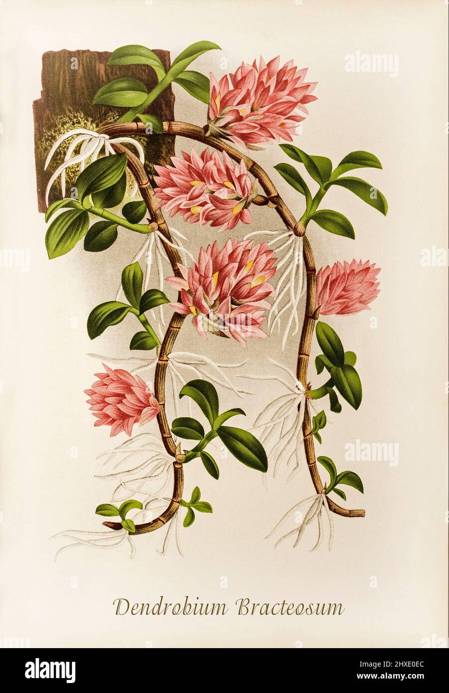 Dendrobium bracteosum (dendrobium braté) est une espèce d'orchidée. Il est originaire de la Nouvelle-Guinée, de l'archipel de Bismarck et de la province indonésienne de Maluku. D'Iconographie des Orchidées, un magazine d'illustrations botaniques publié par Jean Jules Linden (1817-1898) était un botaniste, explorateur et horticulteur belge spécialisé dans les orchidées. Banque D'Images