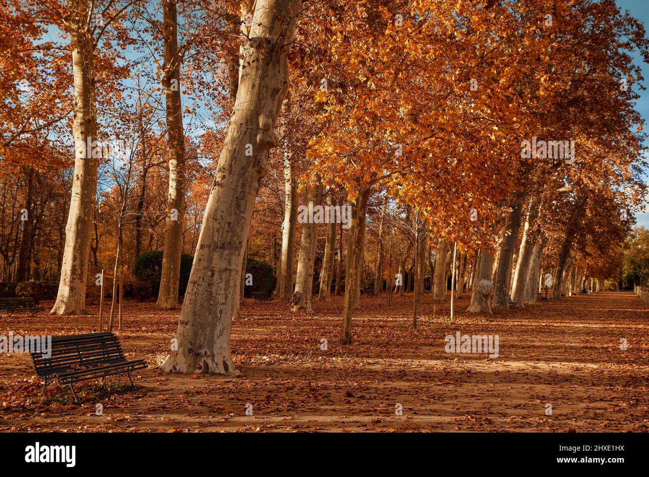Banc et arbres avec feuilles rouges d'automne dans le jardin de Isla de Aranjuez, Madrid, Espagne, Europe Banque D'Images