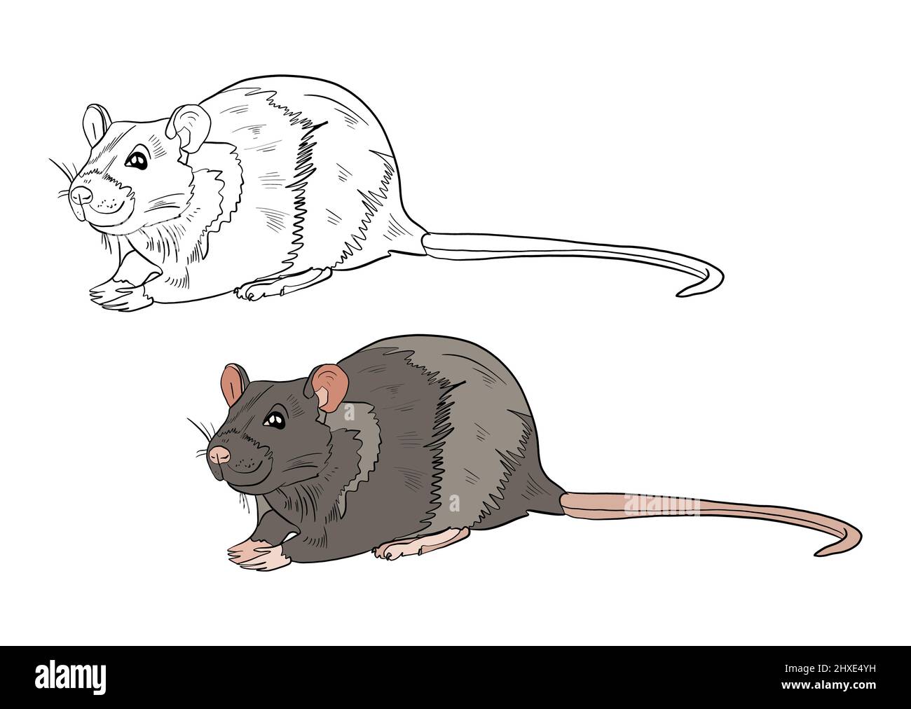 Illustration d'un livre de coloriage en couleur et en noir et blanc. Dessin d'une souris de rongeur sur un fond blanc isolé. Illustration de haute qualité Banque D'Images