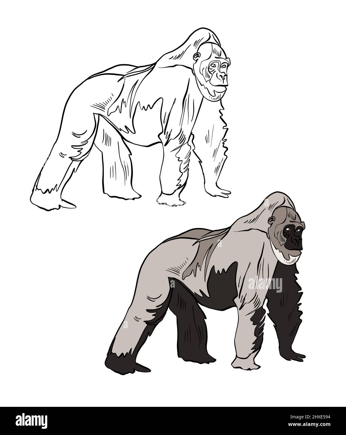 Illustration d'un livre de coloriage en couleur et en noir et blanc. Dessin d'un singe gorille sur fond blanc isolé. Illustration de haute qualité Banque D'Images