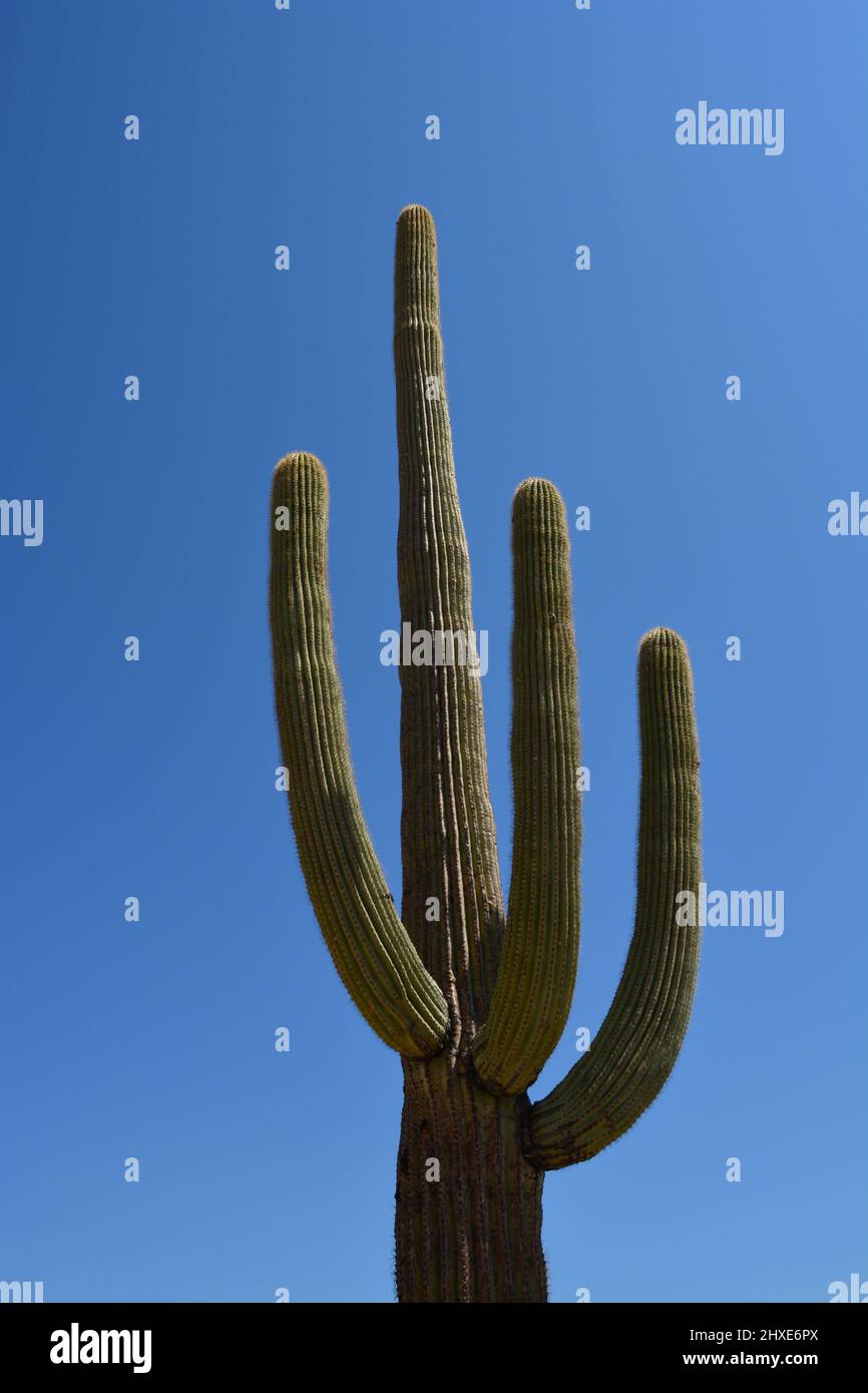 Tuyau d'orgue Monument National Cactus en Arizona Banque D'Images