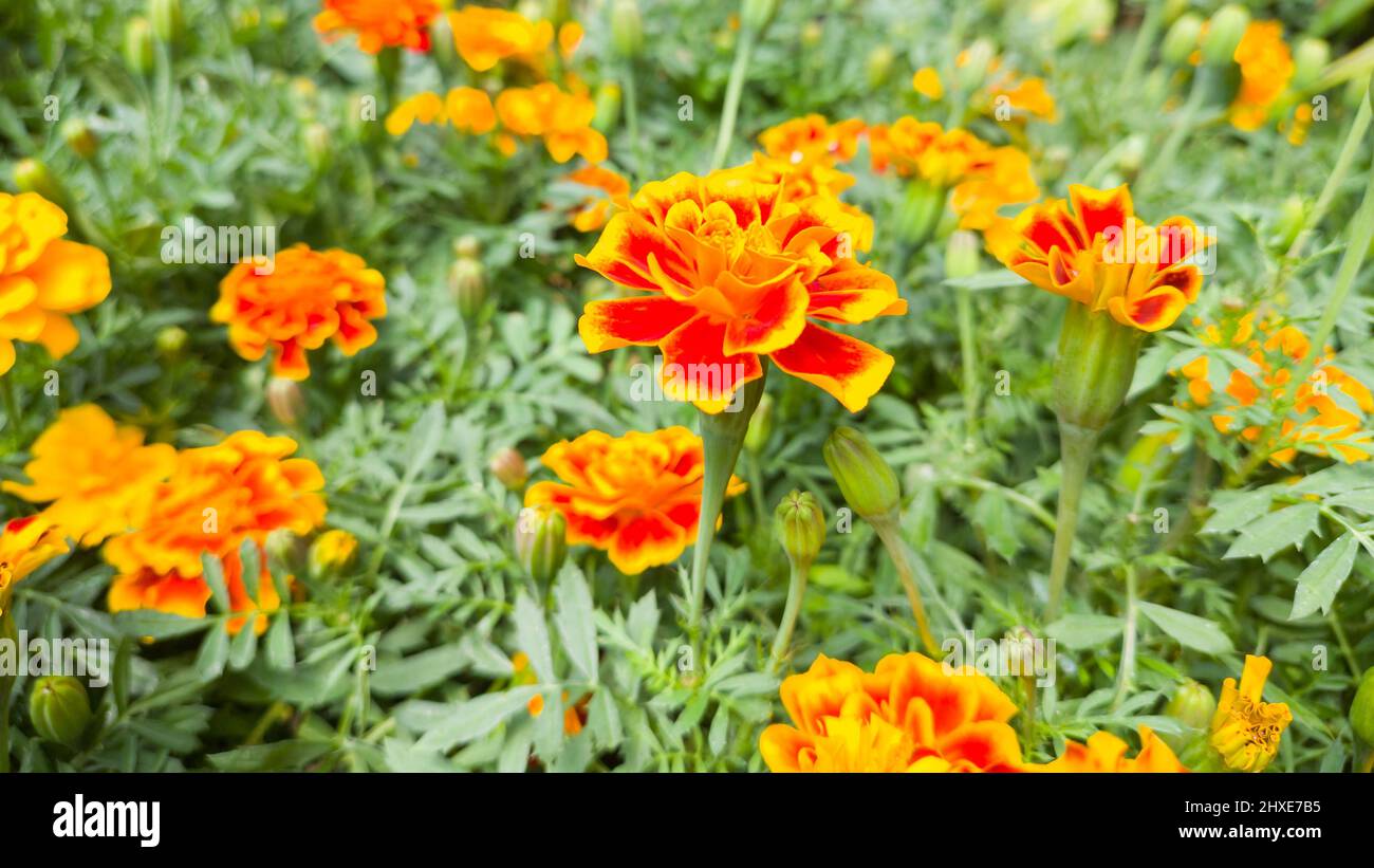 marigolds français dans le jardin, tagetes patula, bouquet de fleurs jaune doré de couleur vive prises dans la profondeur de champ peu profonde Banque D'Images