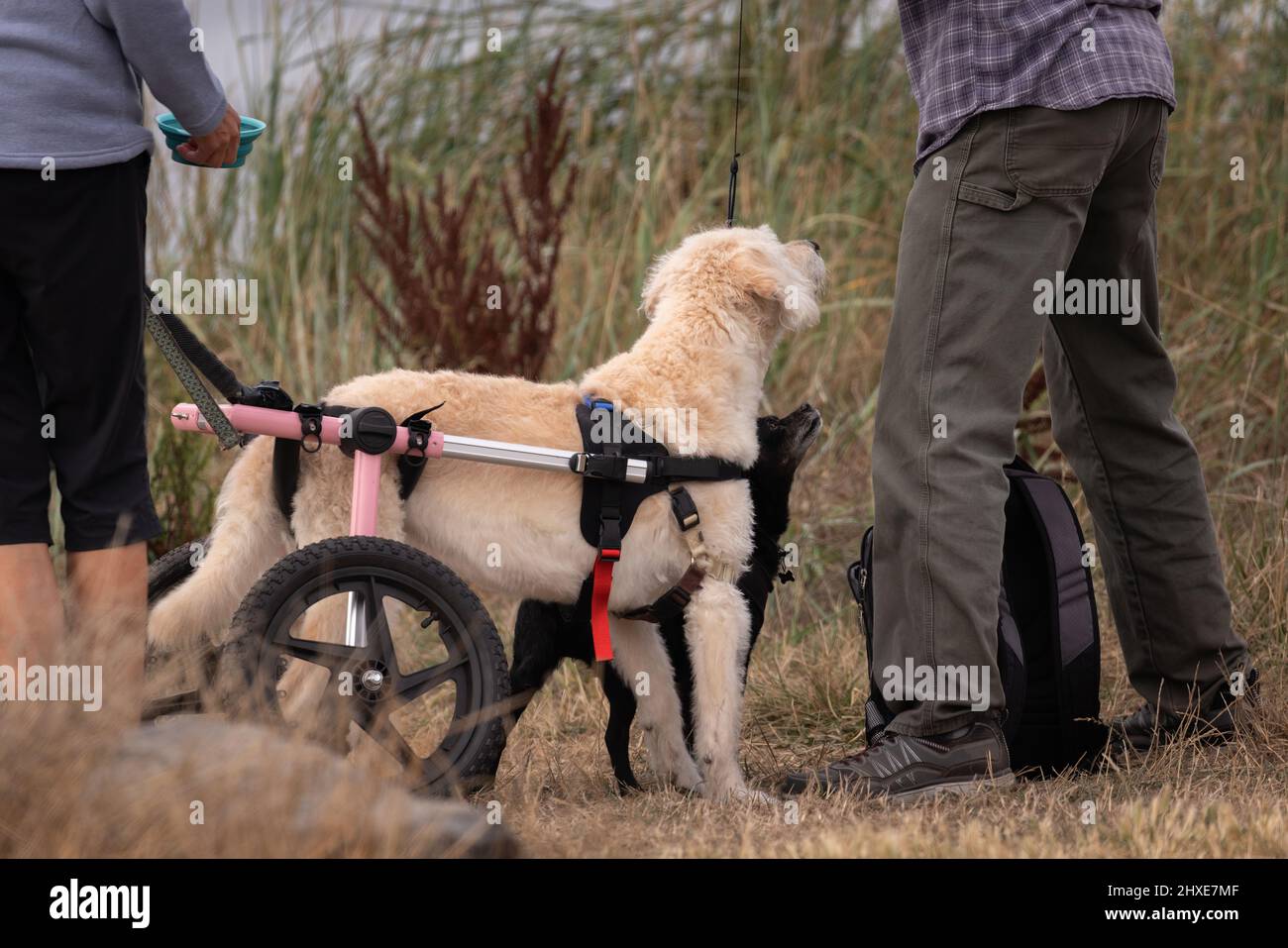 équipement de vie avec fauteuil roulant pour chien Banque D'Images