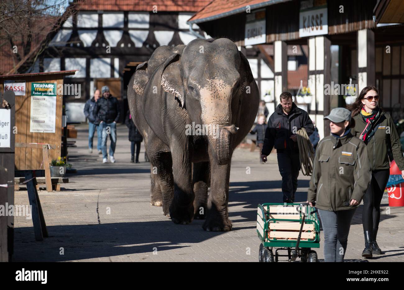 09 mars 2022, Basse-Saxe, Ströhen: Les trois femmes d'éléphant d'Asie Baby, Mala et Yumba sont sorties au zoo de Ströhen. Les animaux peuvent être accompagnés sur la promenade à dos d'éléphant (« promenade à dos d'éléphant »). Photo: Friso Gentsch/dpa Banque D'Images