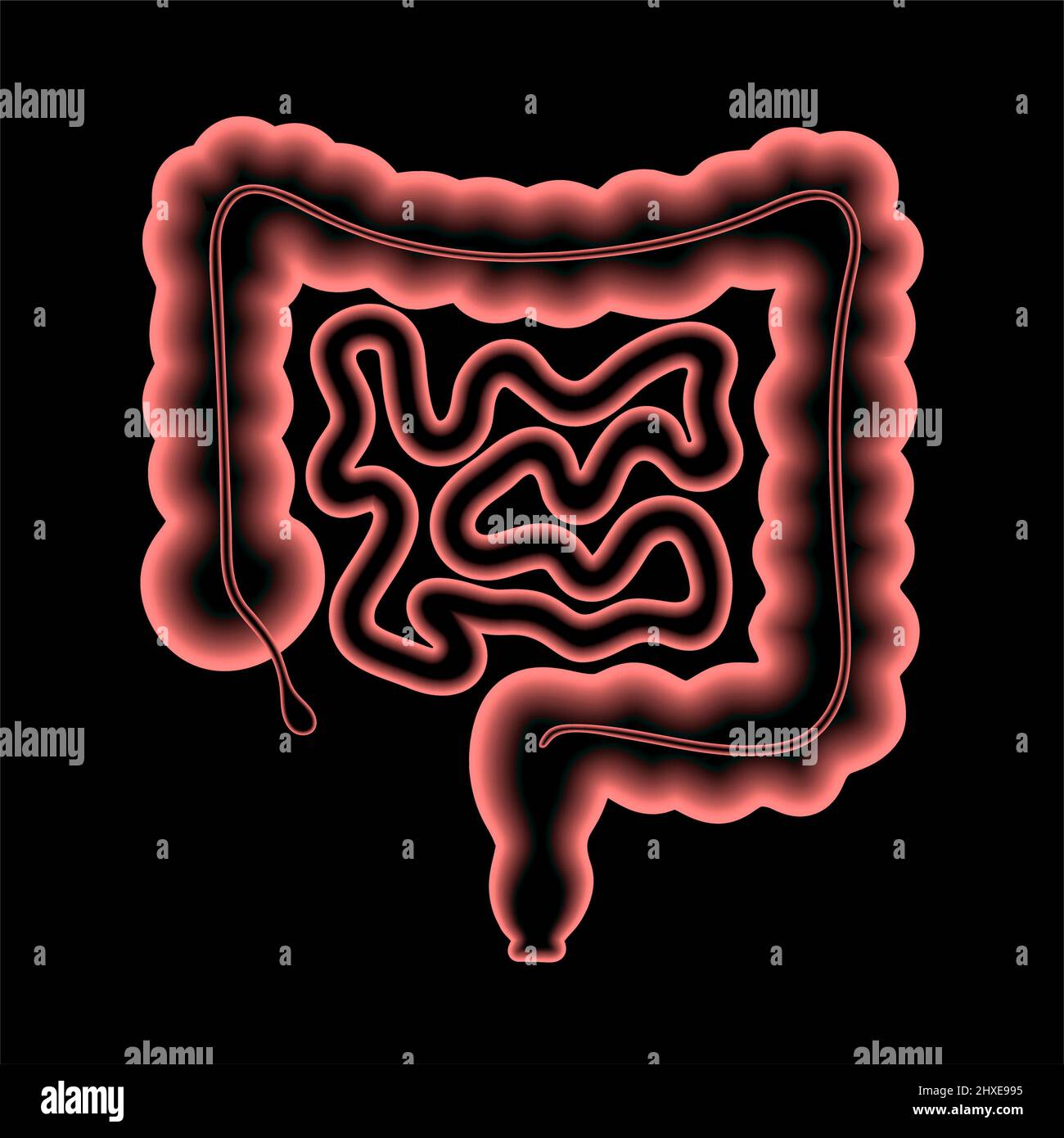Diagramme du gros intestin humain Banque de photographies et d’images à