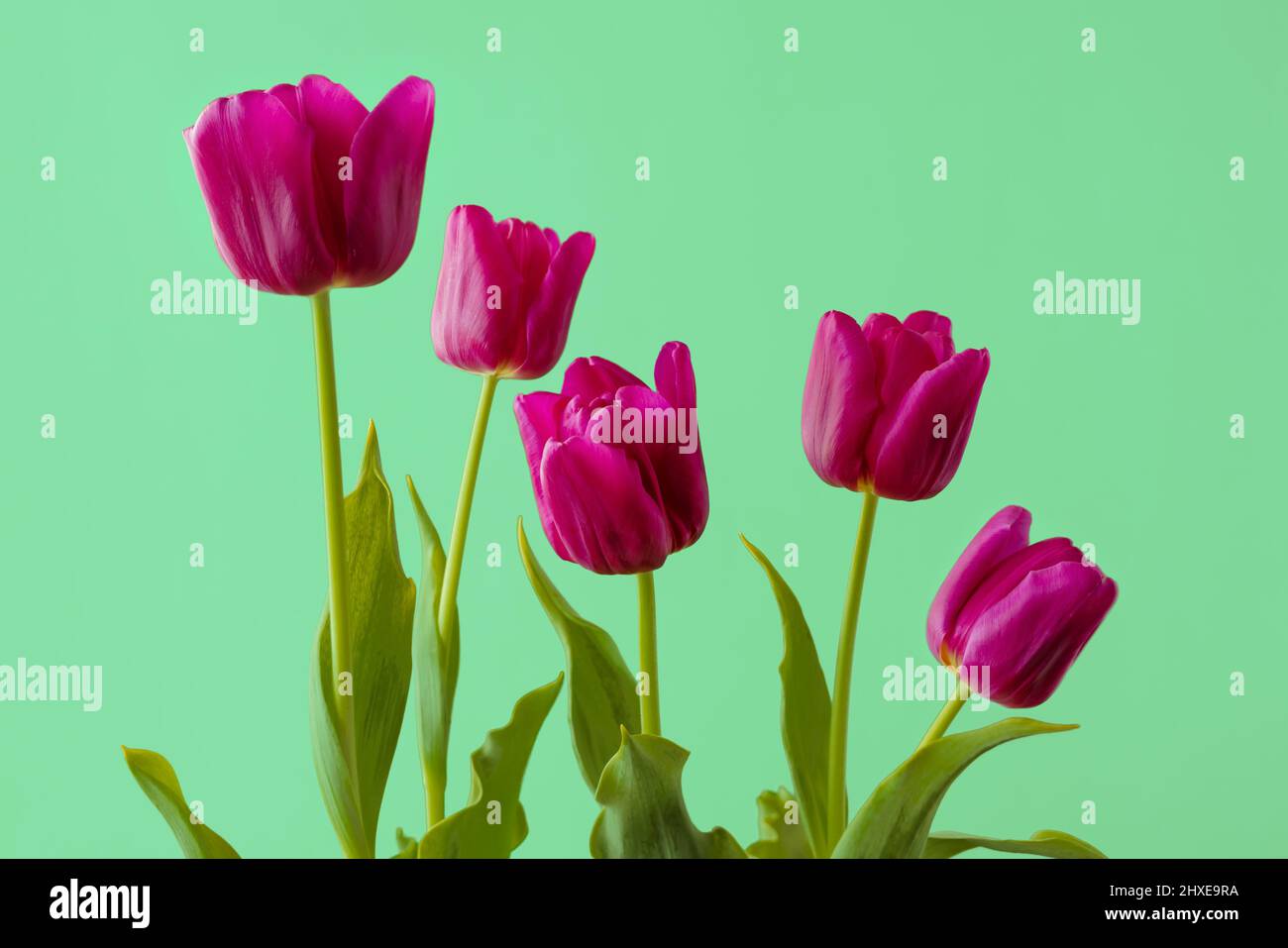 Tulipes de Bourgogne sur fond vert clair. Bouquet de belles fleurs fraîches sur fond vert Banque D'Images