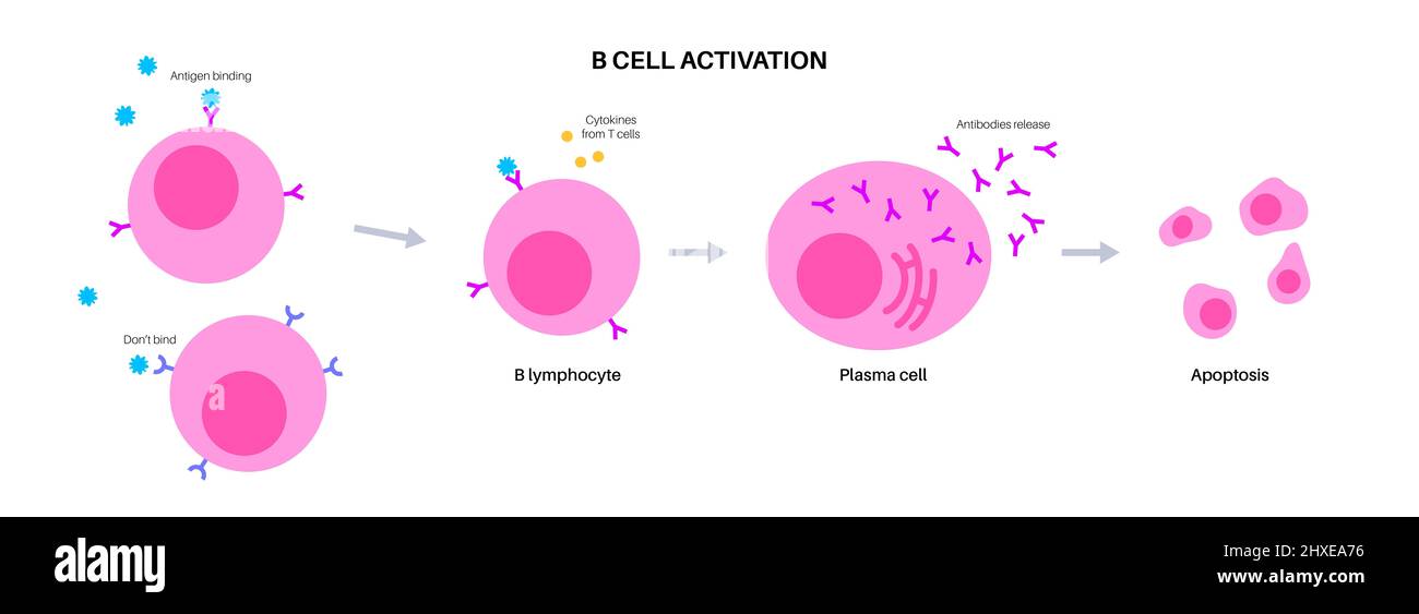 Activation de la cellule B, illustration Banque D'Images