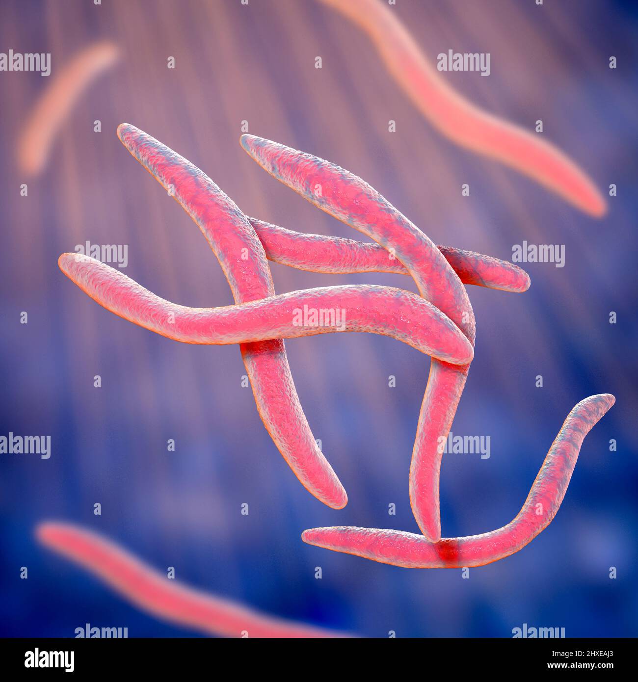 Fusobacterium, illustration Banque D'Images