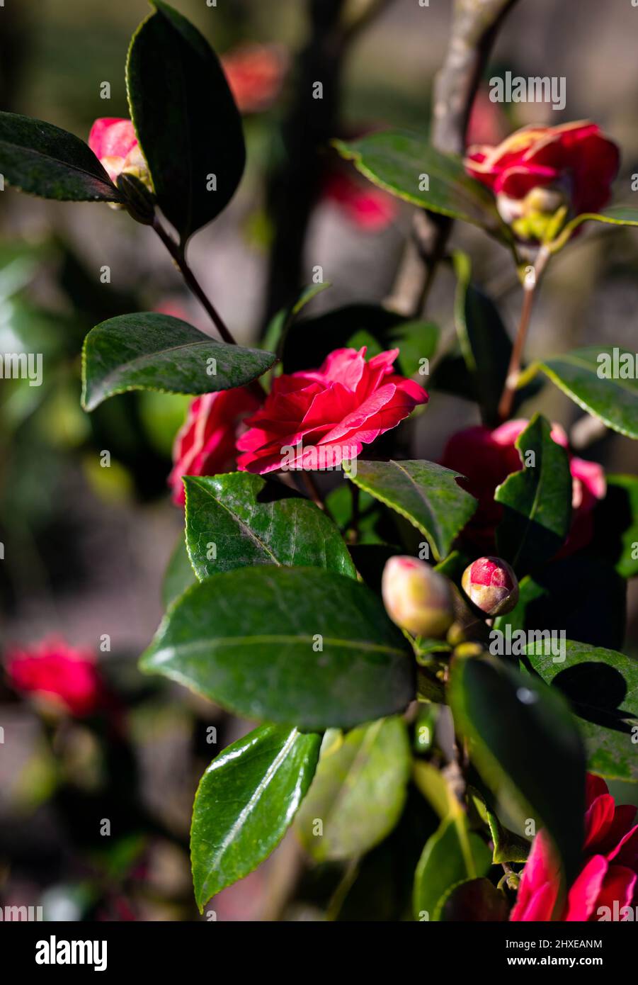 fleurs roses sauvages appelées camellia japonica dans la forêt Banque D'Images