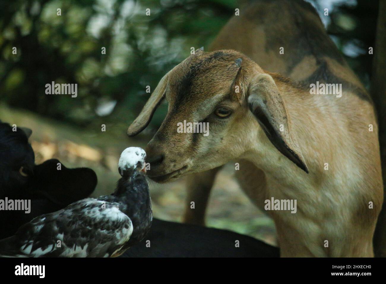 Le bébé chèvre noir regarde le bébé pigeon. La scène est très belle. Banque D'Images