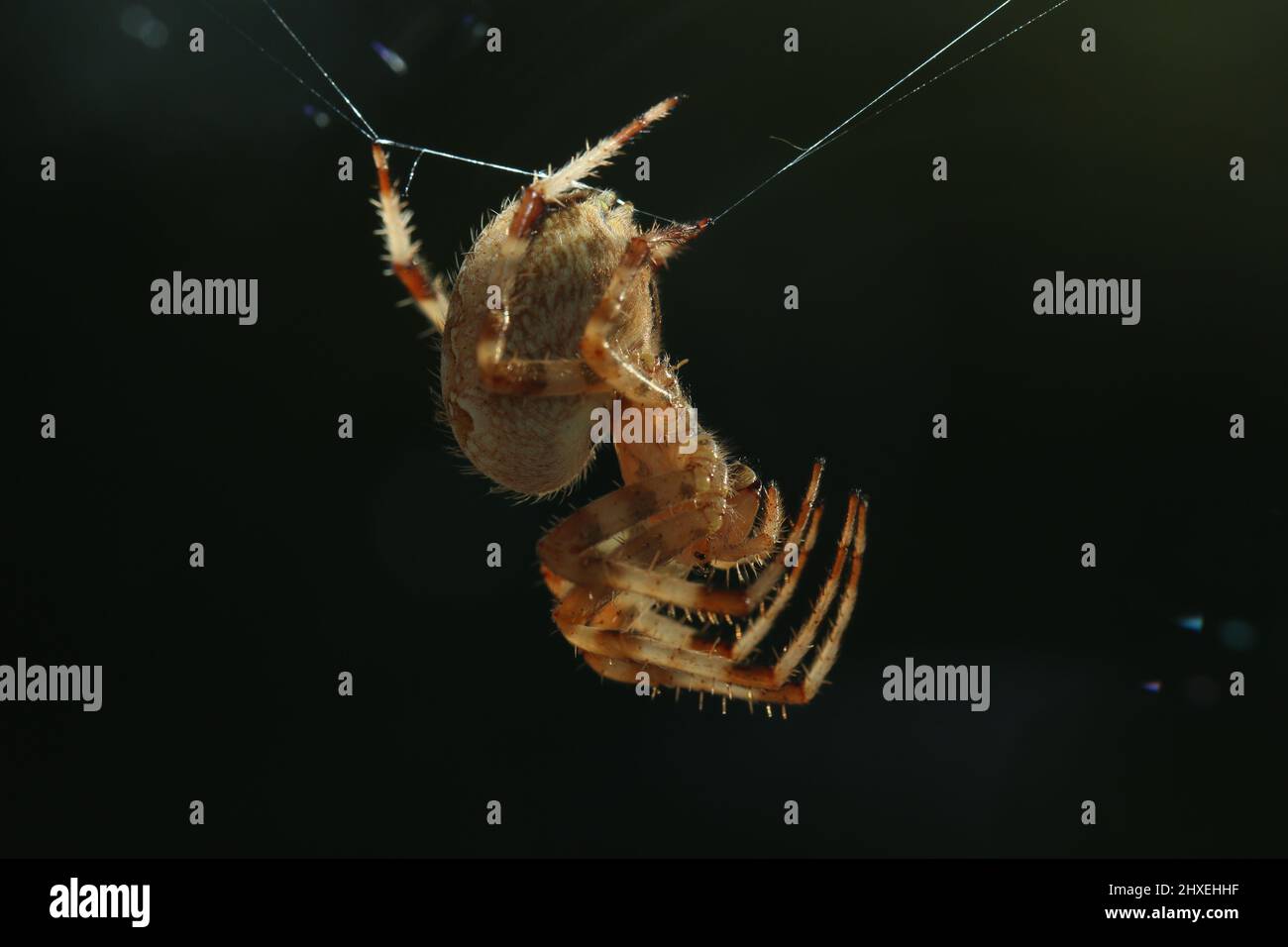 Kreuzspinne mit Spinnennetz vor schwarzem hintergrund - araignée croisée avec toile d'araignée et fond noir - biodiversité d'Araneae Banque D'Images