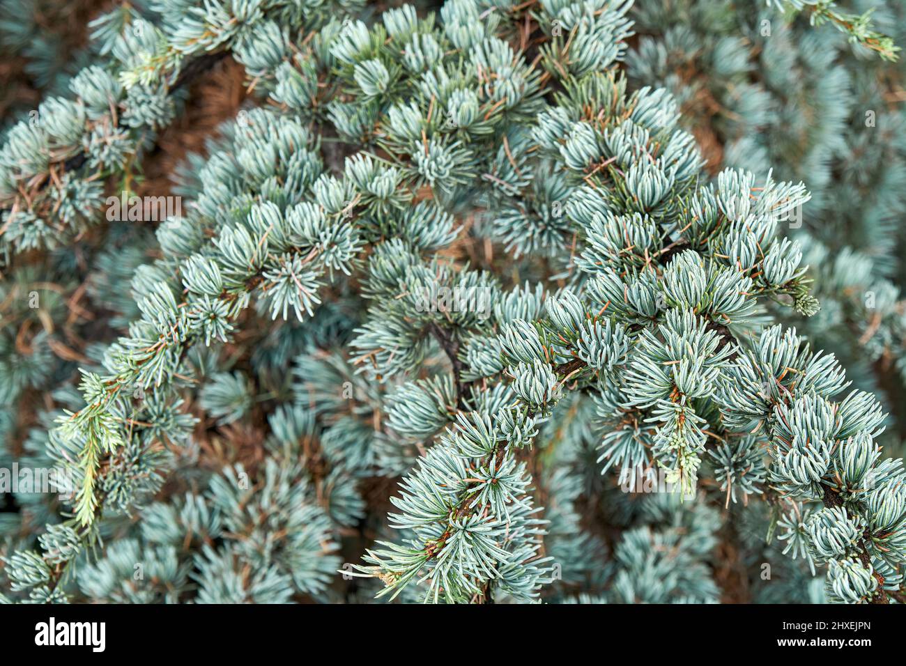 Branches de cedrus atlantica glauca avec aiguilles courtes dans la forêt sauvage de près. Magnifique rélant floral. Culture rare d'arbres de conifères Banque D'Images