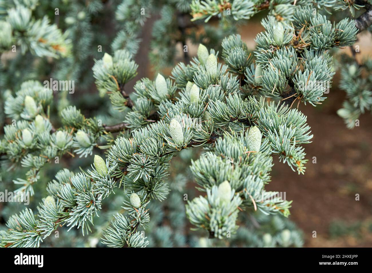 Branches de cedrus atlantica glauca avec aiguilles courtes dans la forêt sauvage de près. Magnifique rélant floral. Culture rare d'arbres de conifères Banque D'Images