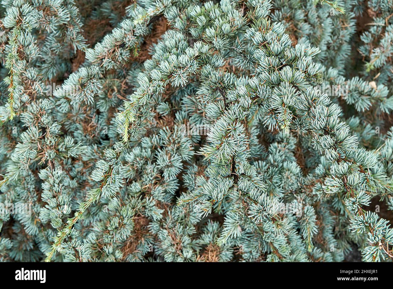 Branches de cedrus atlantica glauca avec aiguilles courtes dans la forêt sauvage de près. Magnifique rélant floral. Culture rare d'arbres de conifères Banque D'Images