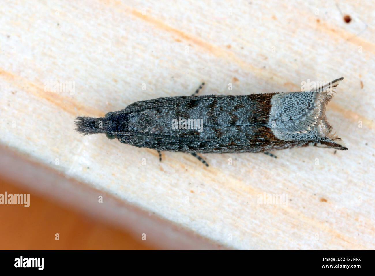 Ancylis tineana est un papillon de la famille des Tortricidae. Larves - les chenilles peuvent devenir un ravageur dans les vergers et les jardins. Banque D'Images