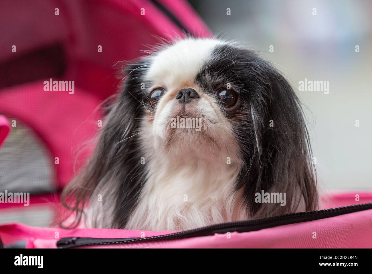 Birmingham, Royaume-Uni. 12th mars 2022. Un chien est assis avec enthousiasme dans une poussette alors que des centaines de chiens arrivent pour le troisième jour au Crufts 2022. Crédit : Peter Lophan/Alay Live News Banque D'Images