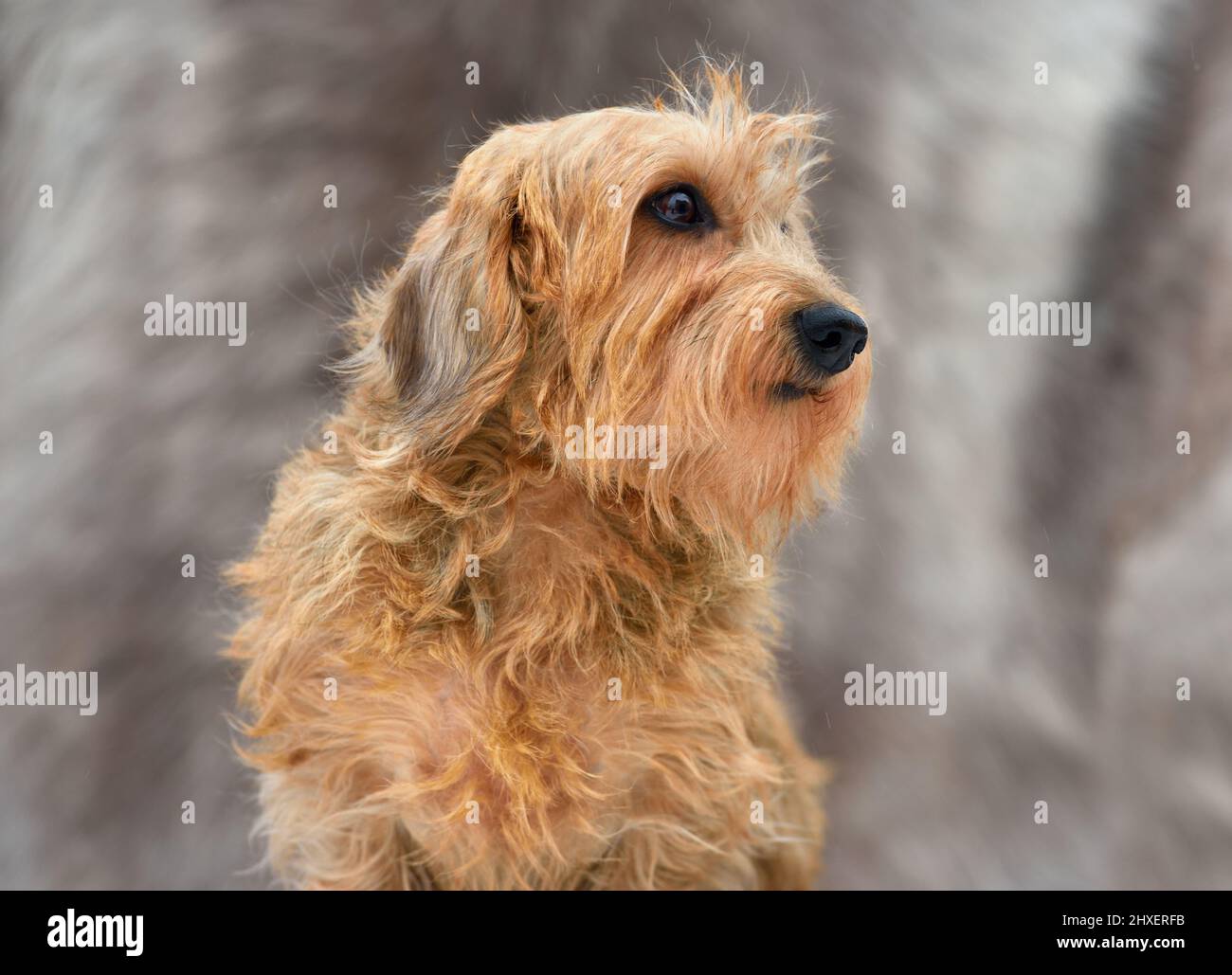 Portrait d'un beau dachshund à poil dur jaune sur fond gris Banque D'Images