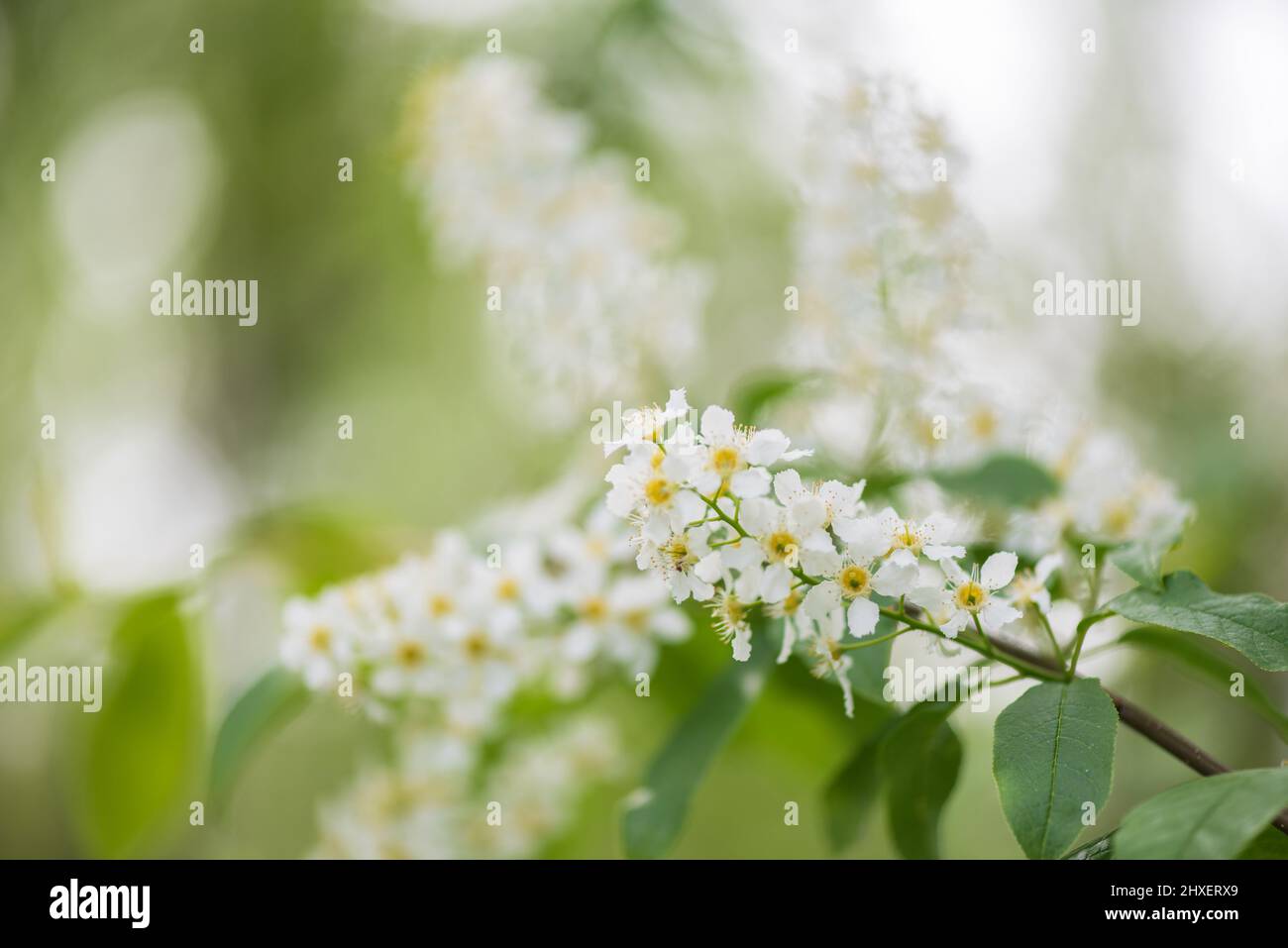 Oiseau cerisier aka hickberry (Prunus pagus) arbre en pleine floraison. Fleurs blanches au printemps, arrière-plan flou et flou. Banque D'Images