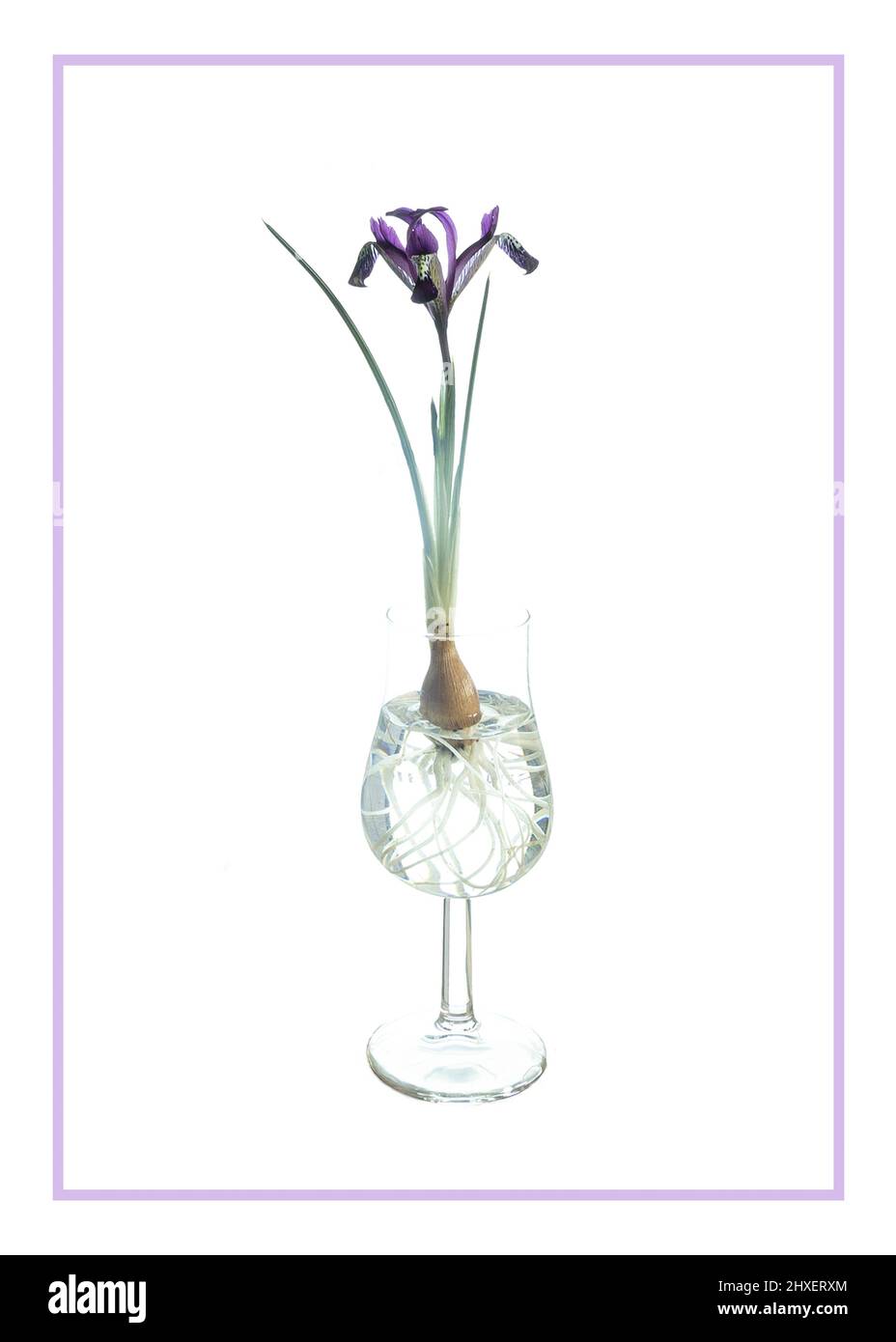Iris « Pot On » dans un verre. Banque D'Images