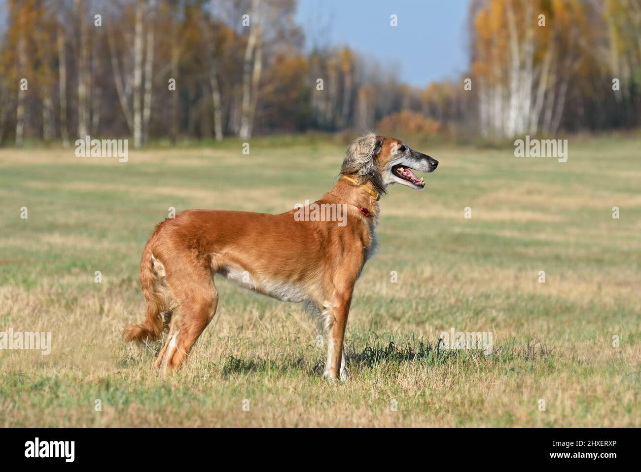 Beau chien borzoï Saluki ou kazakh grayhounds Tazy debout sur un fond rural Banque D'Images