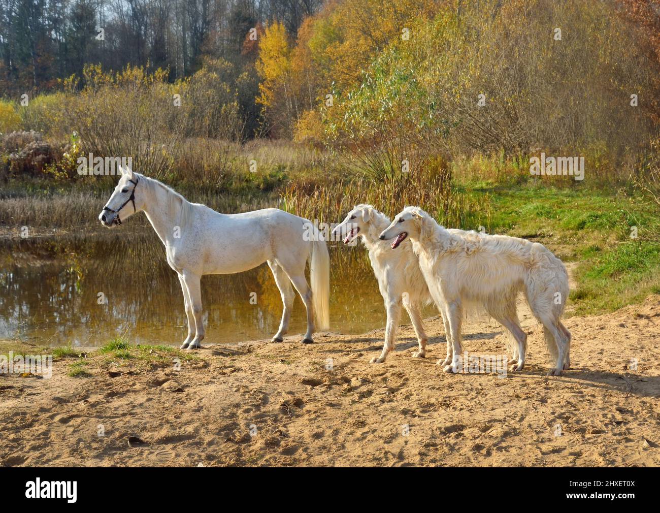 Cheval blanc debout avec deux magnifiques chiens de chasse russes sur une rive de la rivière Banque D'Images