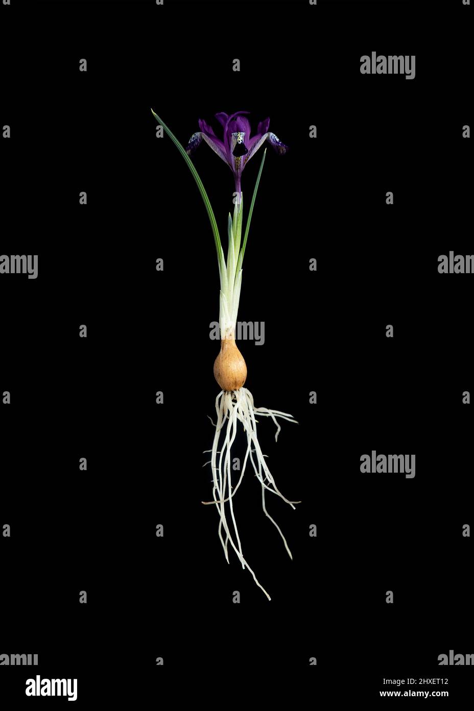Iris reticulata 'George'. Banque D'Images