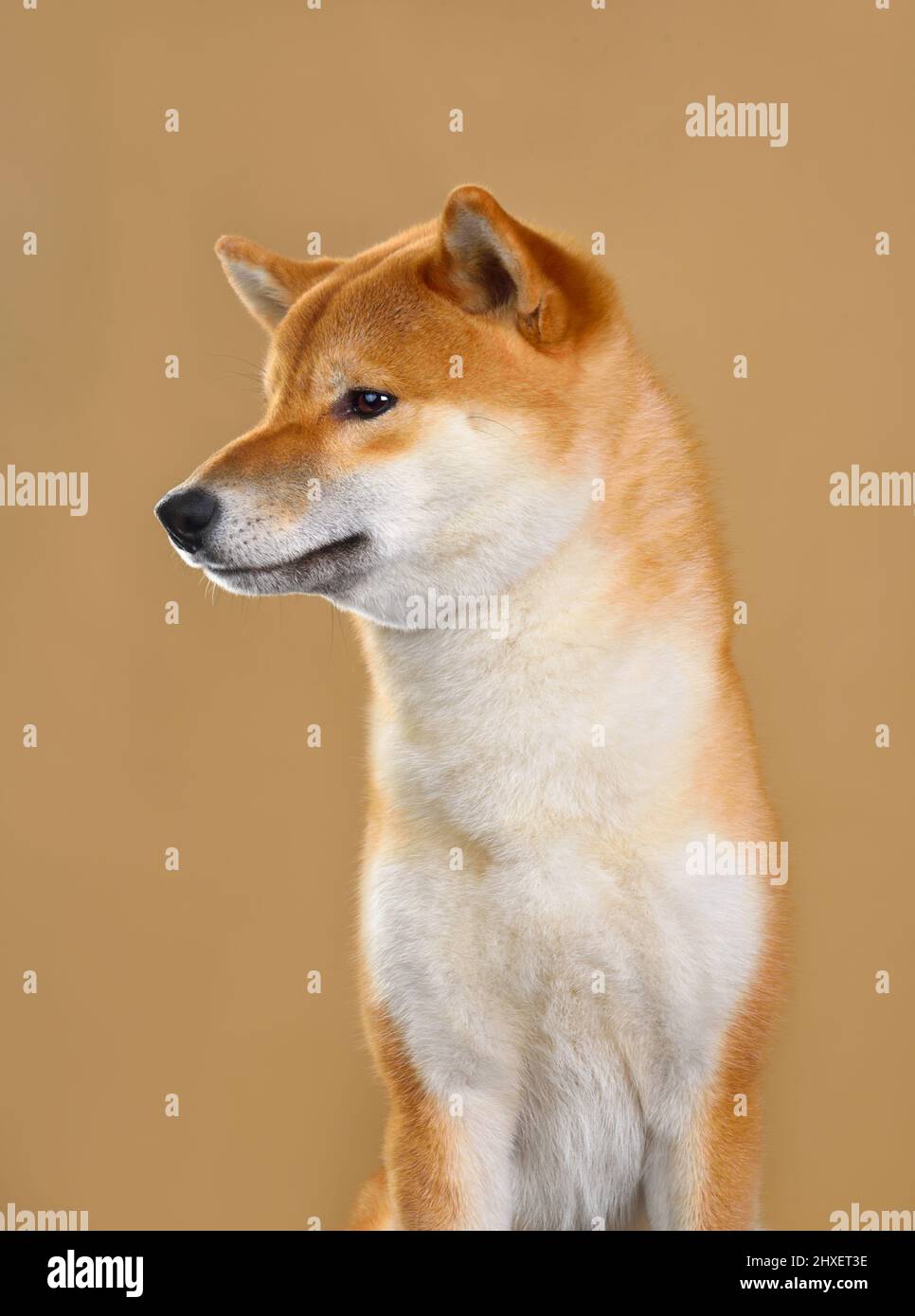 Joli portrait de chien Shiba inu isolé sur fond jaune Banque D'Images