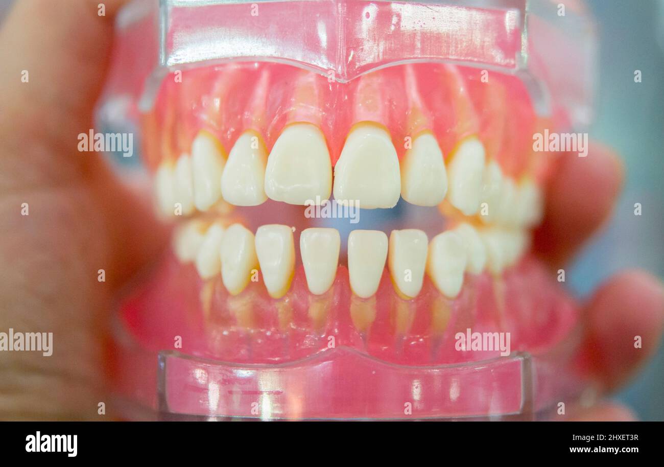 modèle des dents humaines de la mâchoire humaine Banque D'Images