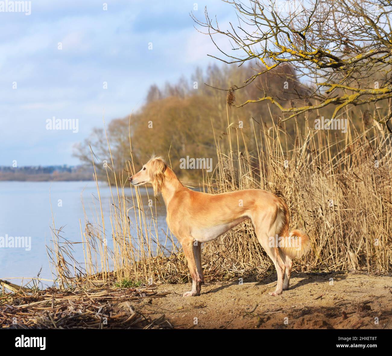 Beau chien borzoï Saluki ou kazakh grayhounds Tazy debout sur un fond de rive de rivière Banque D'Images