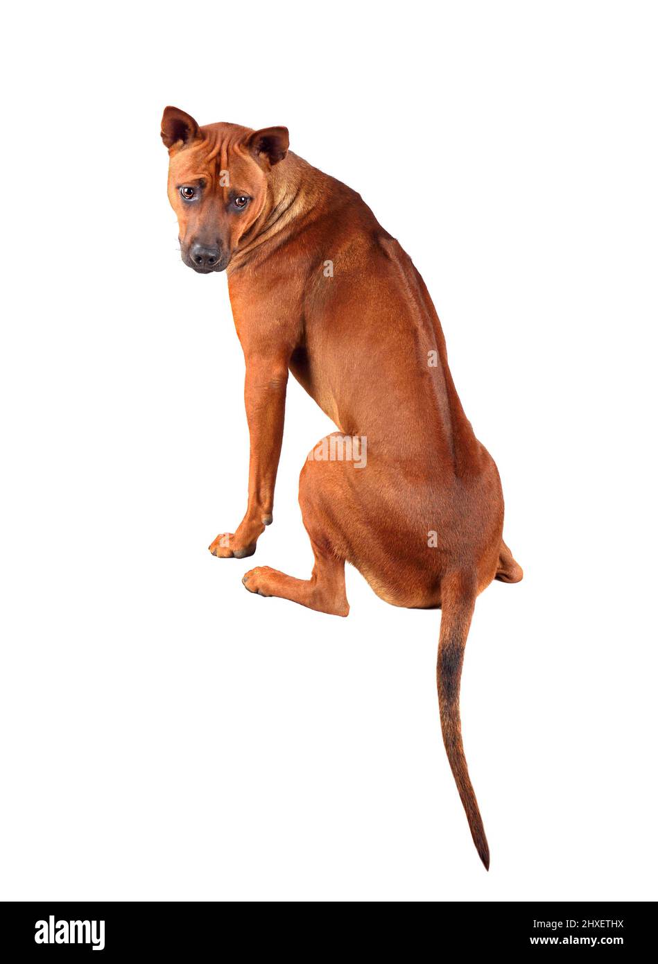 Vue depuis l'arrière du joli jeune chien thaïlandais Ridgeback isolé sur un fond blanc Banque D'Images