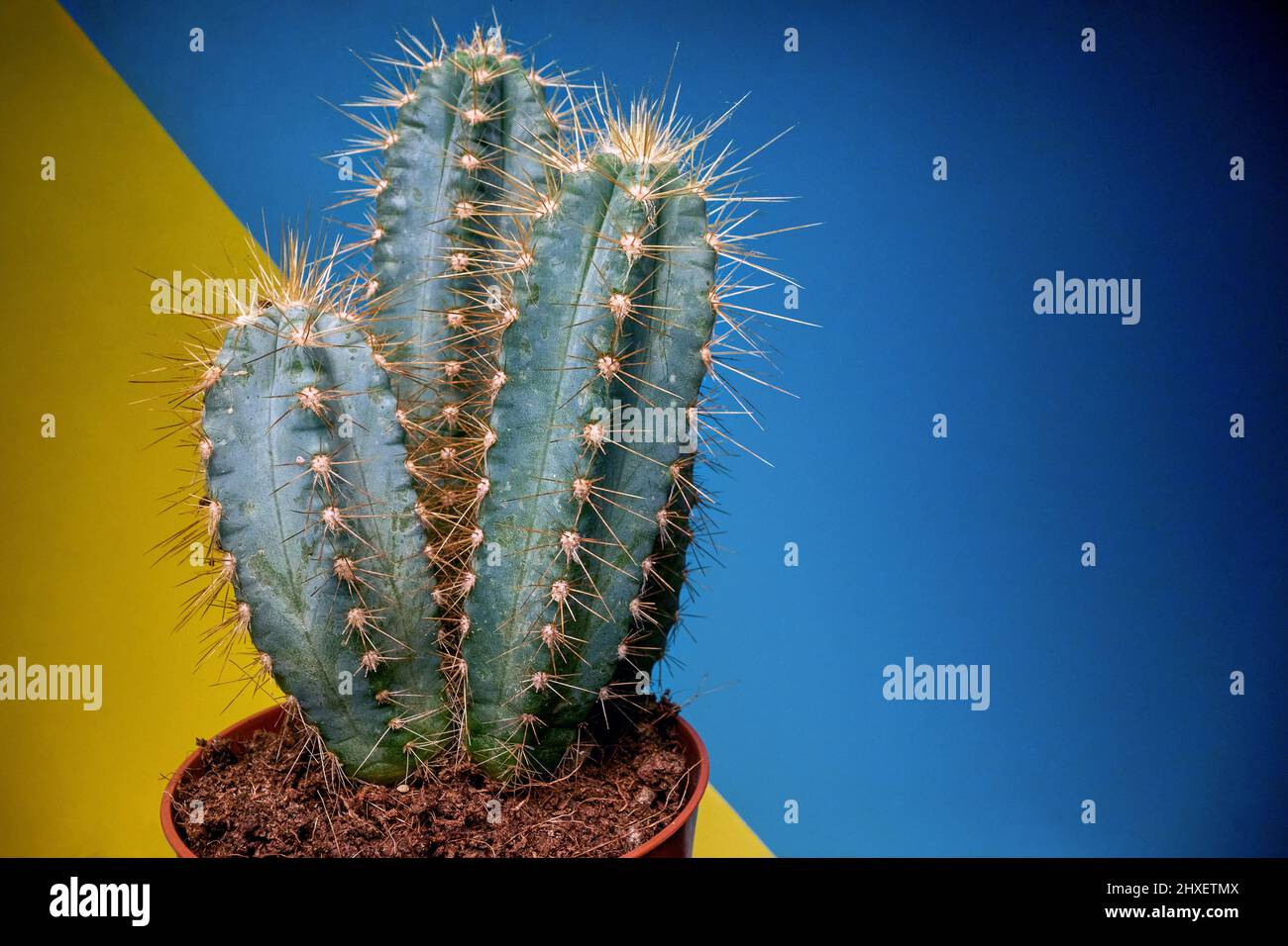 Vue rapprochée d'un cactus sous la lumière en face d'un arrière-plan jaune-bleu. Naturel, cactus, maison Banque D'Images