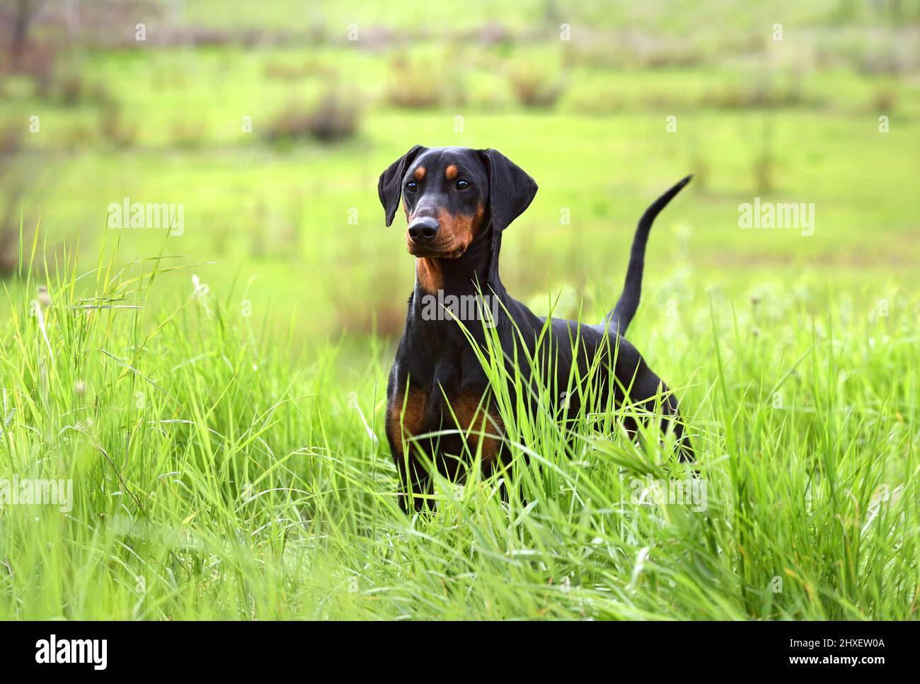 Chien Pinscher allemand brun et noir ou Doberman avec queue et oreilles non cultivées debout dans l'herbe verte Banque D'Images