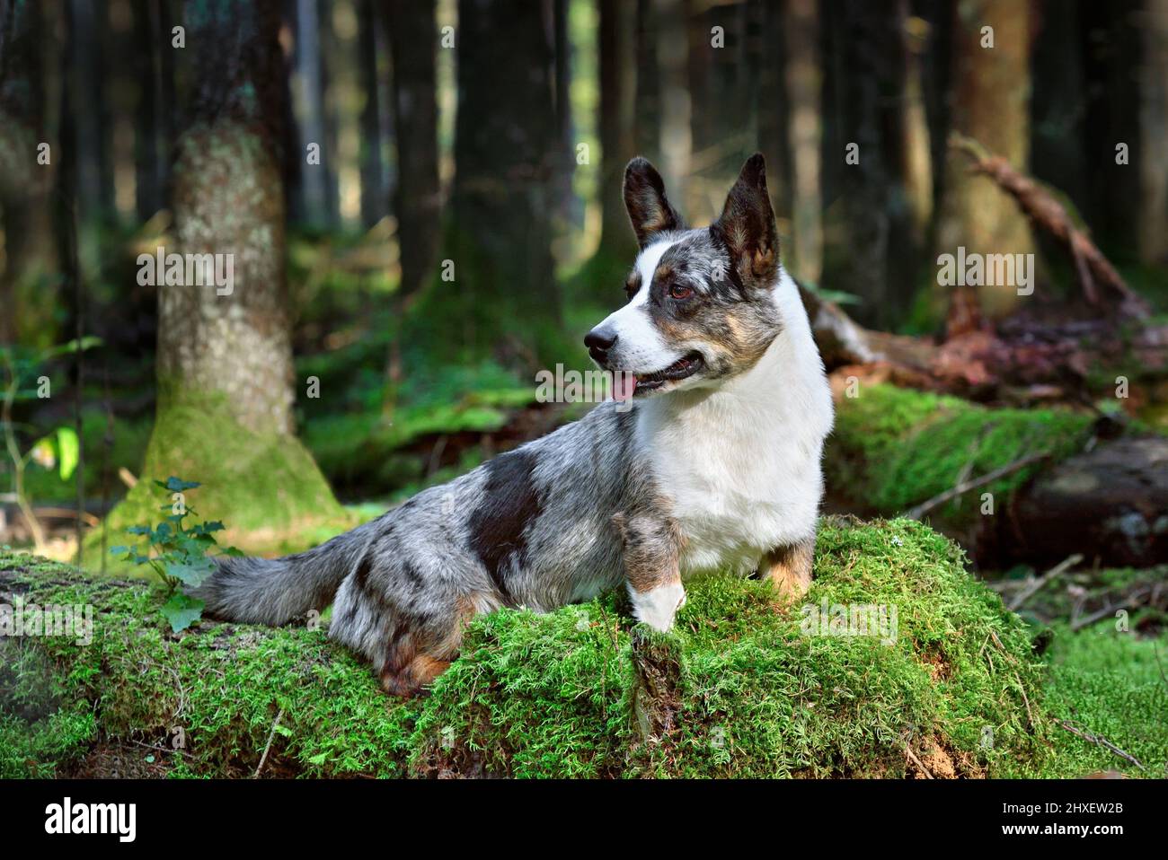 Funny merle Cardigan Welsh Corgi assis sur de la mousse verte dans la forêt par une journée ensoleillée Banque D'Images