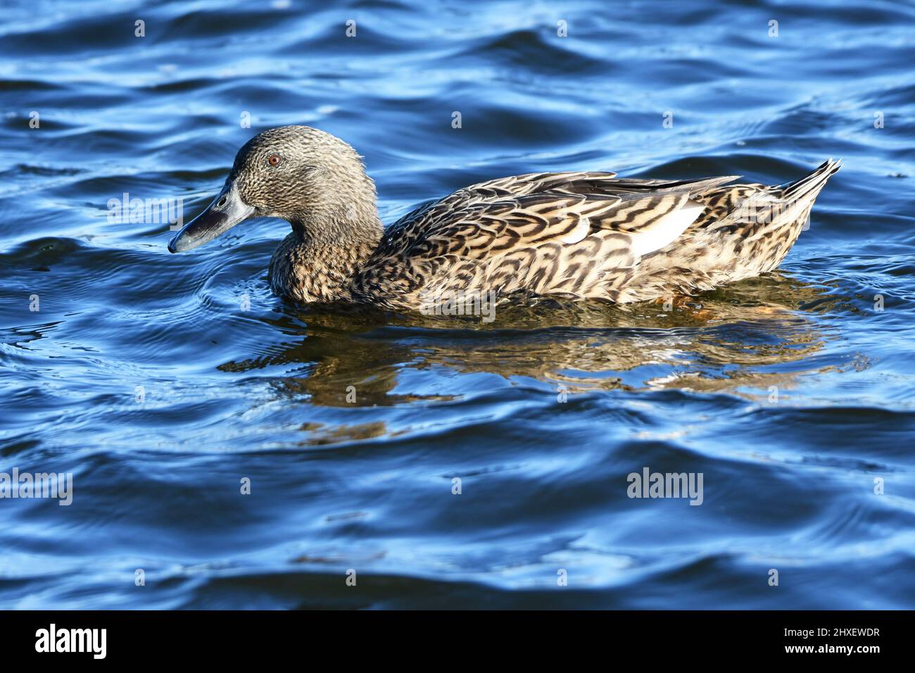 Canard brun sur l'eau. Faune sur les réservoirs de Tring, près d'Aston Clinton, Buckinghamshire, Royaume-Uni Banque D'Images Canard brun sur l'eau. Faune sur les réservoirs de Tring, près d'Aston Clinton, Buckinghamshire, Royaume-Uni Banque D'Images