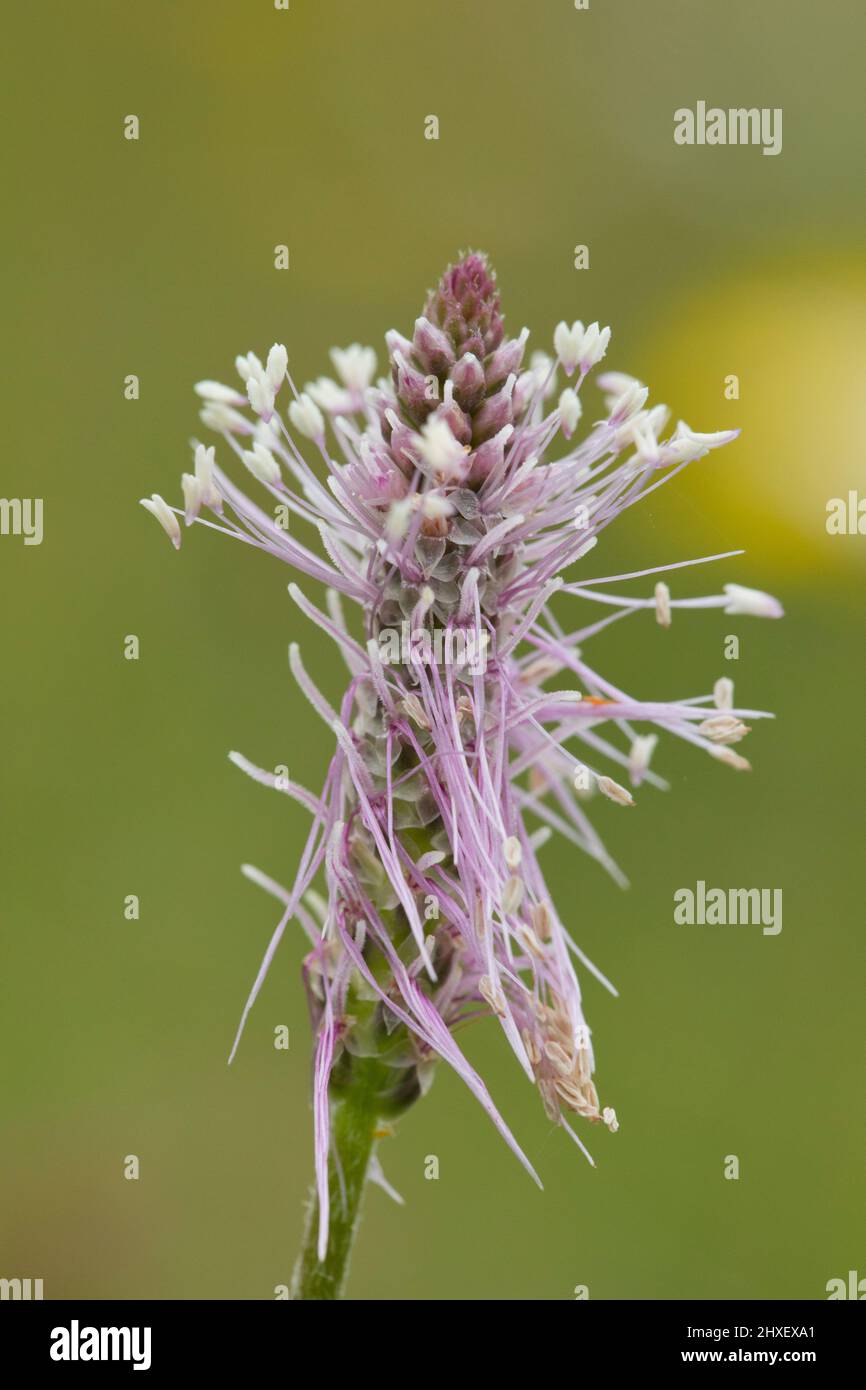 Plantain de bonnier (milieux Plantago) floraison. Cherhill Down, près de Calne, Wiltshire, Angleterre. Juin. Banque D'Images