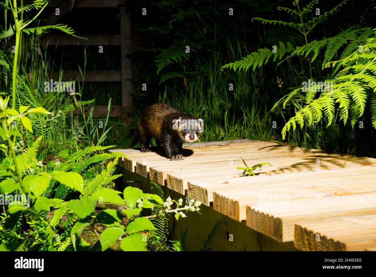 Polecat (Mustela putorius) adulte sur une passerelle. Powys pays de Galles. Juillet. Photographie prise la nuit à l'aide d'un piège. Banque D'Images