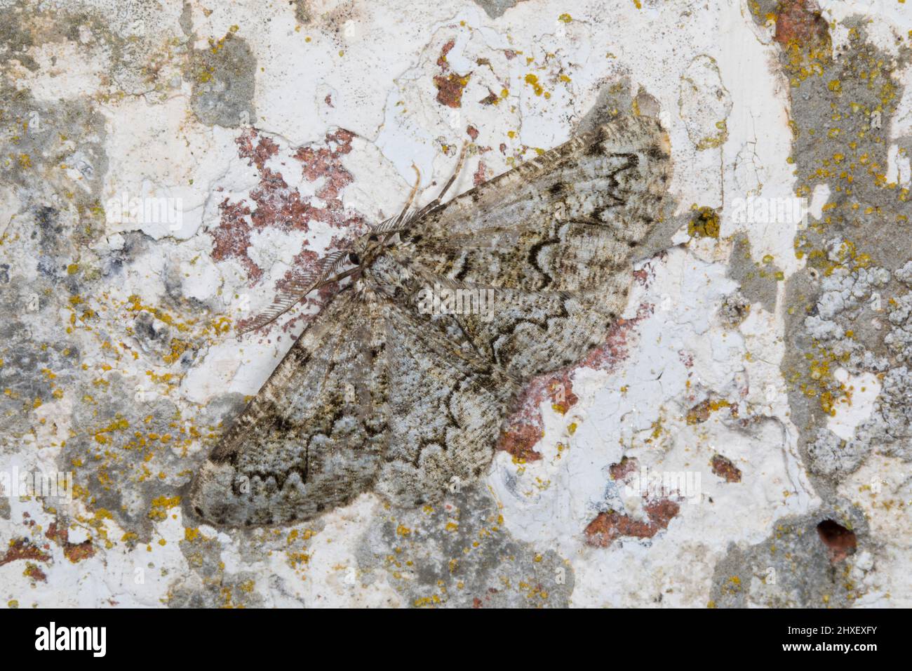 Dentelle bruxelloise (Cleorodes lichenaria) papillon adulte reposant sur un mur. Powys, pays de Galles. Juillet. Banque D'Images