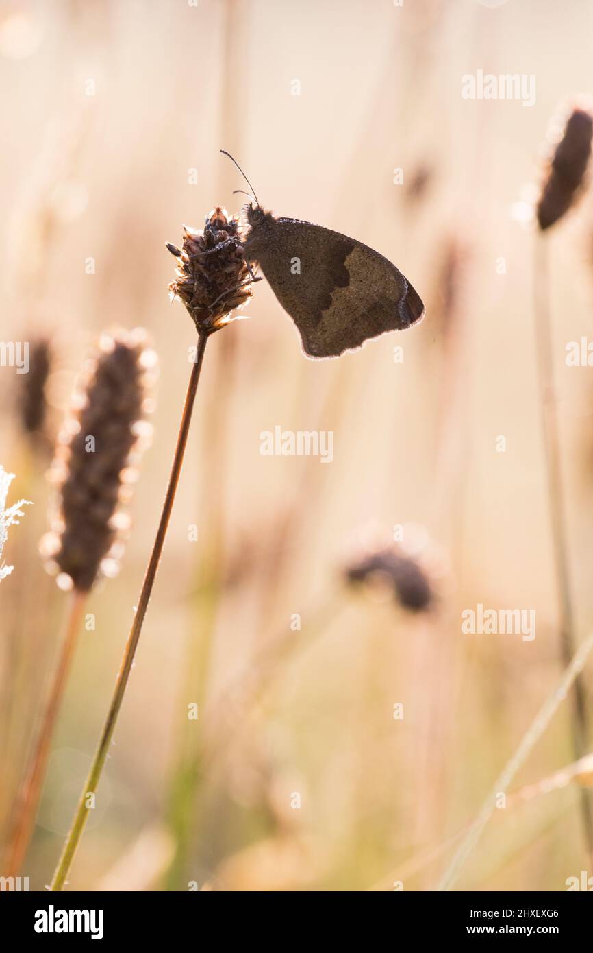 Meadow Brown Butterfly (Maniola jurtina) adulte dans une prairie un matin de rosée. Powys, pays de Galles. Juillet. Banque D'Images