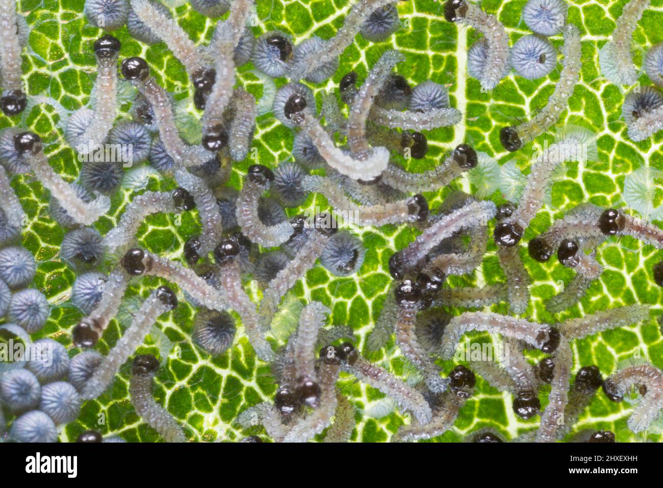 Les grands chenilles de la Moth sous-aile jaune (Noctua pronuba) éclosent d'un lot d'oeufs sur une feuille. Powys, pays de Galles. Août. Banque D'Images