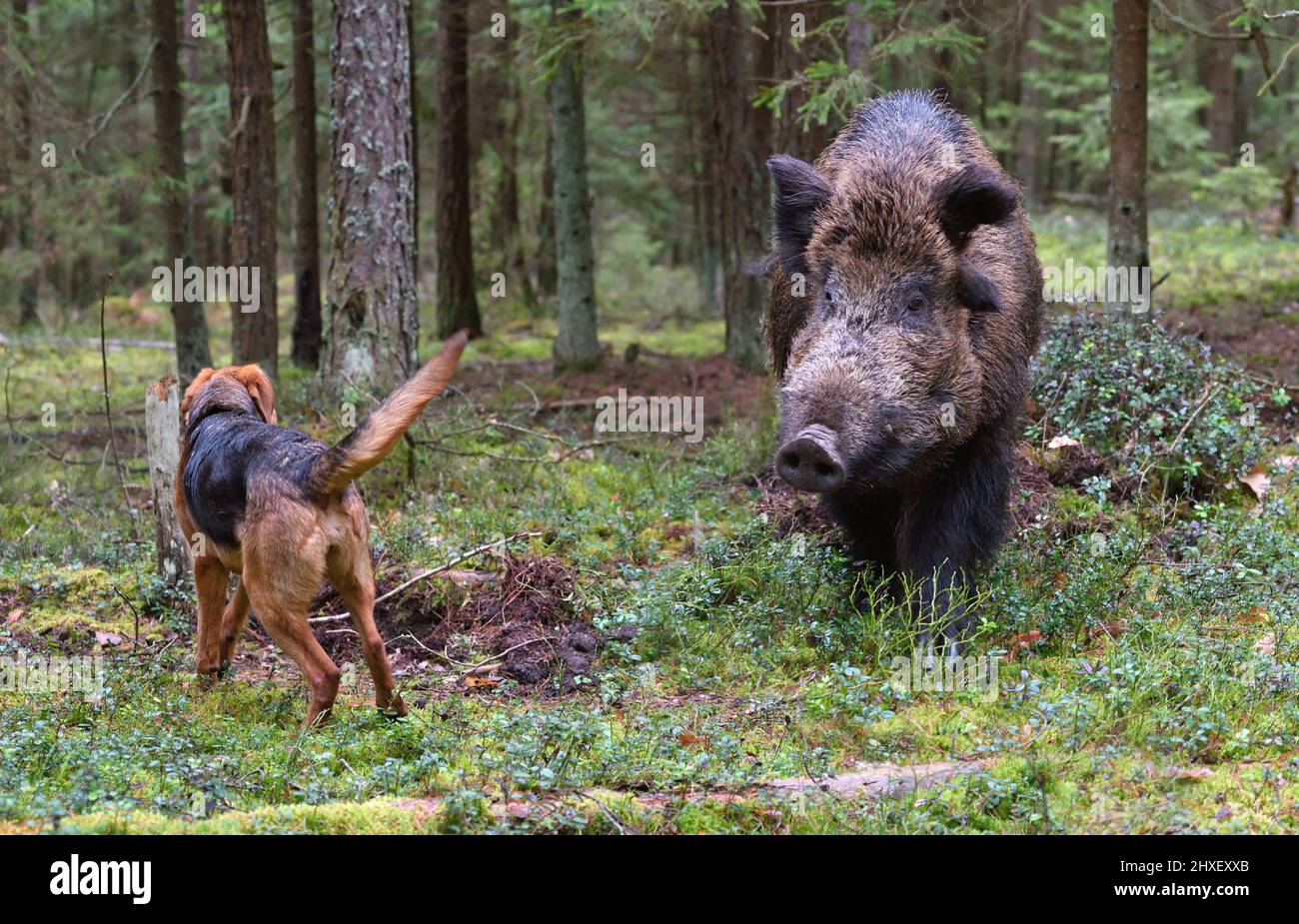 Gonchak Dog, race nationale de chiens de Biélorussie, chasse sur le sanglier dans une forêt verte Banque D'Images