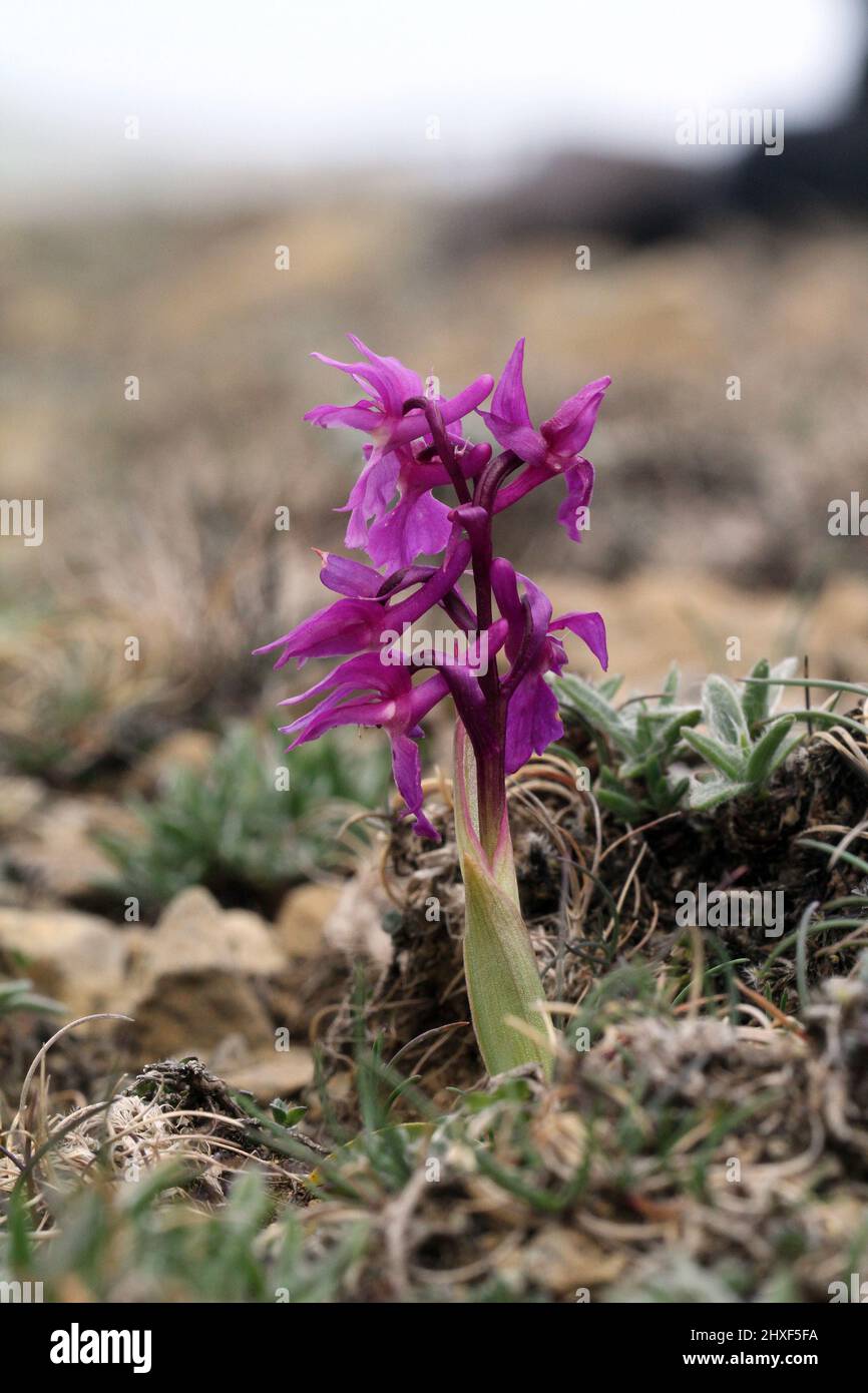 Orchid pourpre précoce, Orchis masculin, sur la tête de Hamar en serpentin champ de chute, Shetland, Écosse, Royaume-Uni Banque D'Images