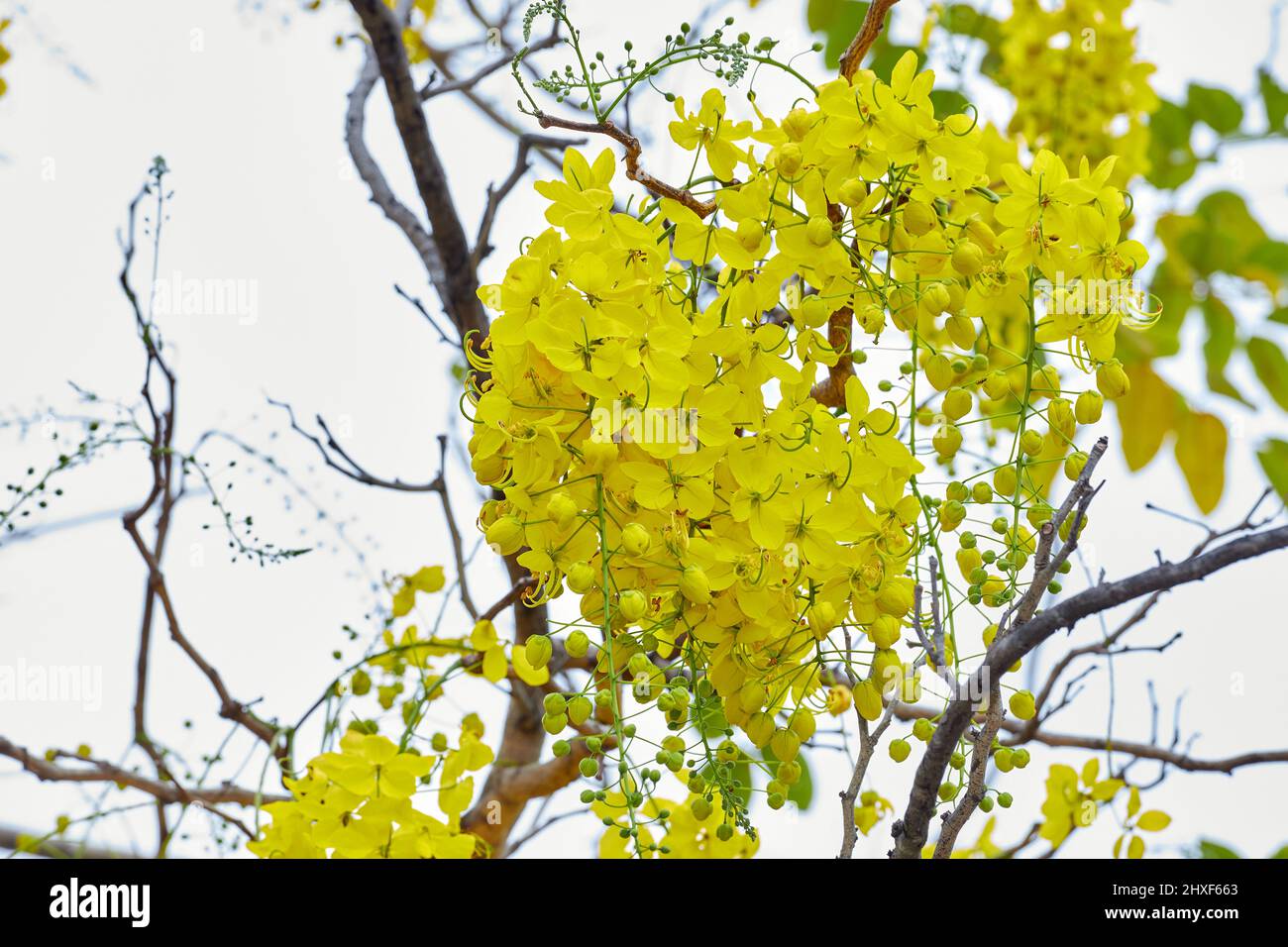 Fleur d'arbre de douche dorée sur branche d'arbre Banque D'Images