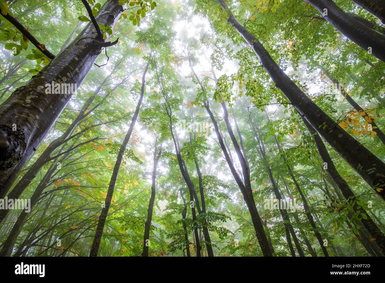 De grands arbres des forêts en vue de bas en haut Banque D'Images