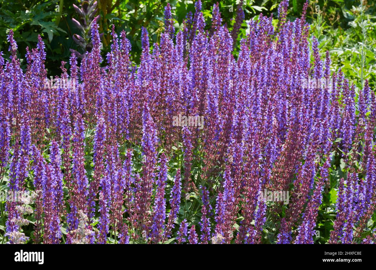 Des flèches violettes frappantes de Salvia nemorosa dans une bordure herbacée d'un jardin anglais de campagne Royaume-Uni Banque D'Images