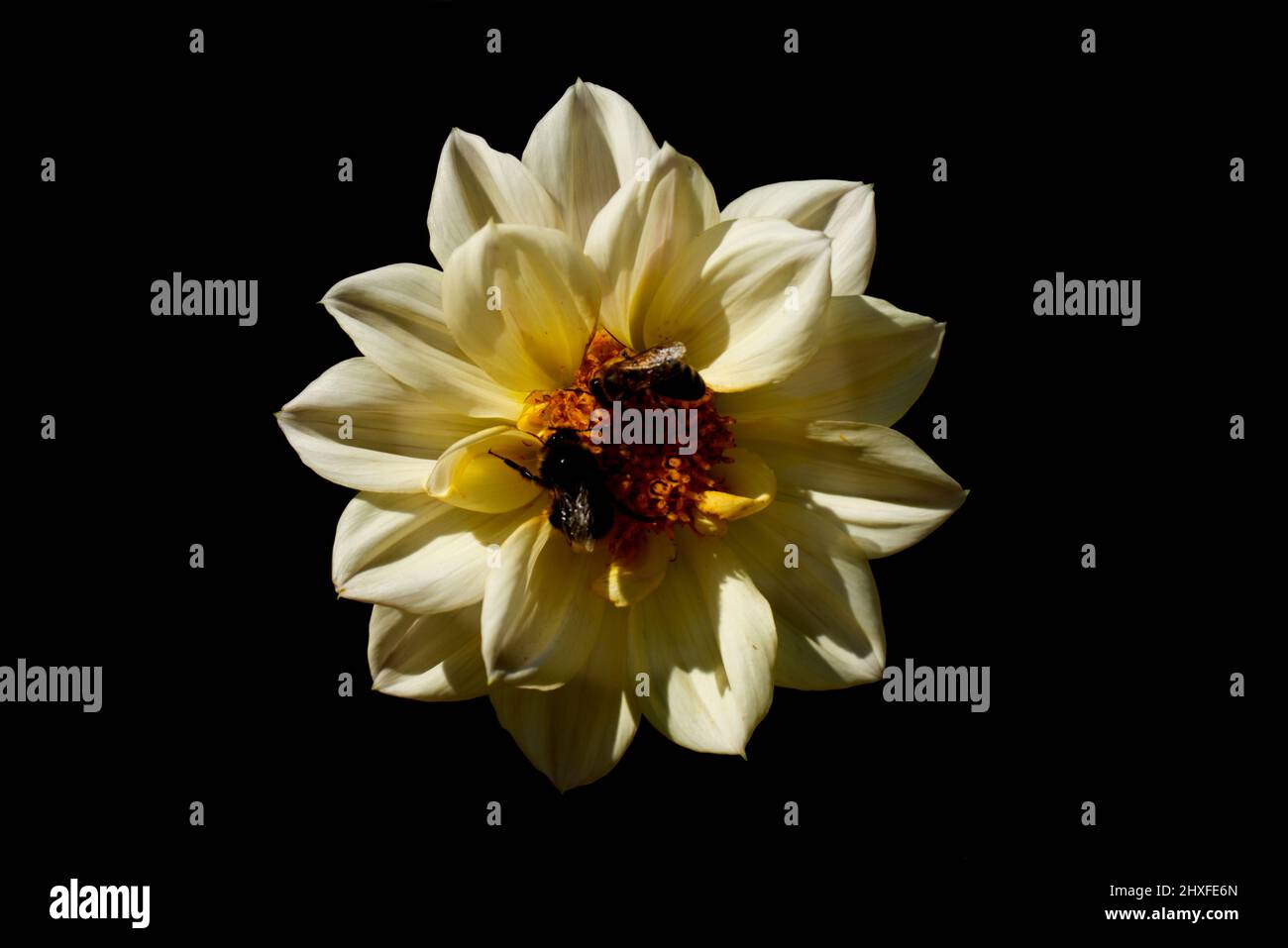 Gros plan d'abeilles bourdonnantes et d'abeilles pollinisant une grosse tête de fleur blanche sur fond noir Banque D'Images